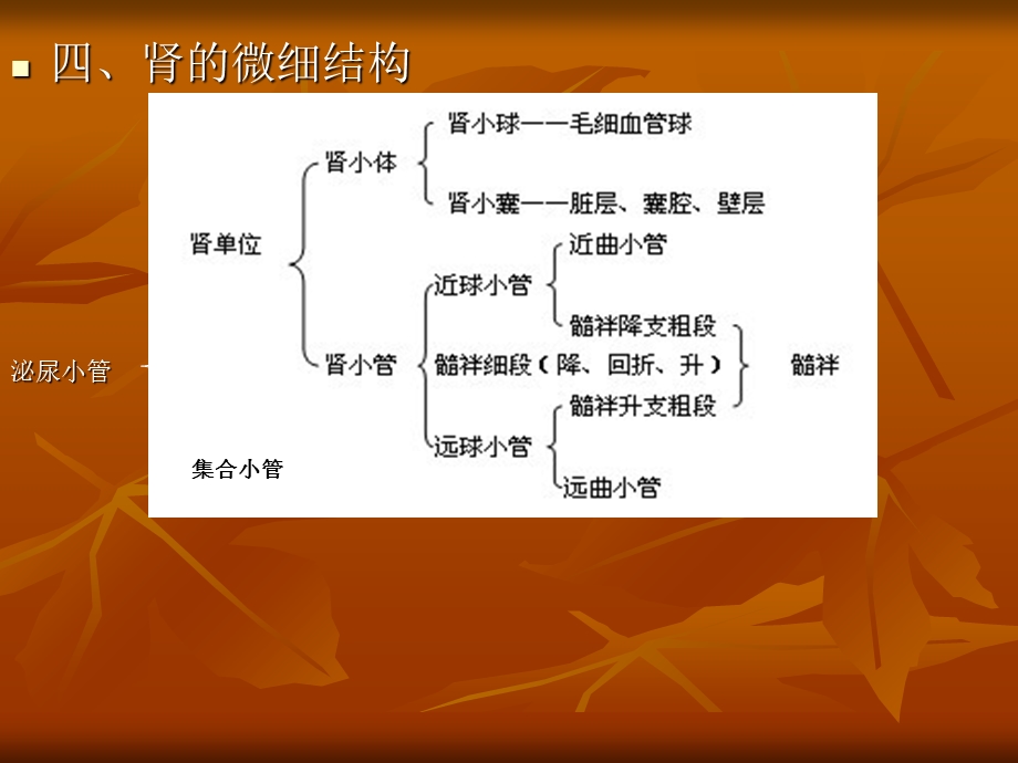 《肾的微细结构》PPT课件.ppt_第3页