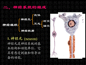 《神经概述脊髓》PPT课件.ppt