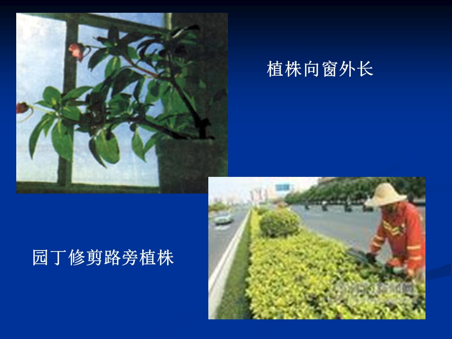 《生长素发现过程》PPT课件.ppt_第2页