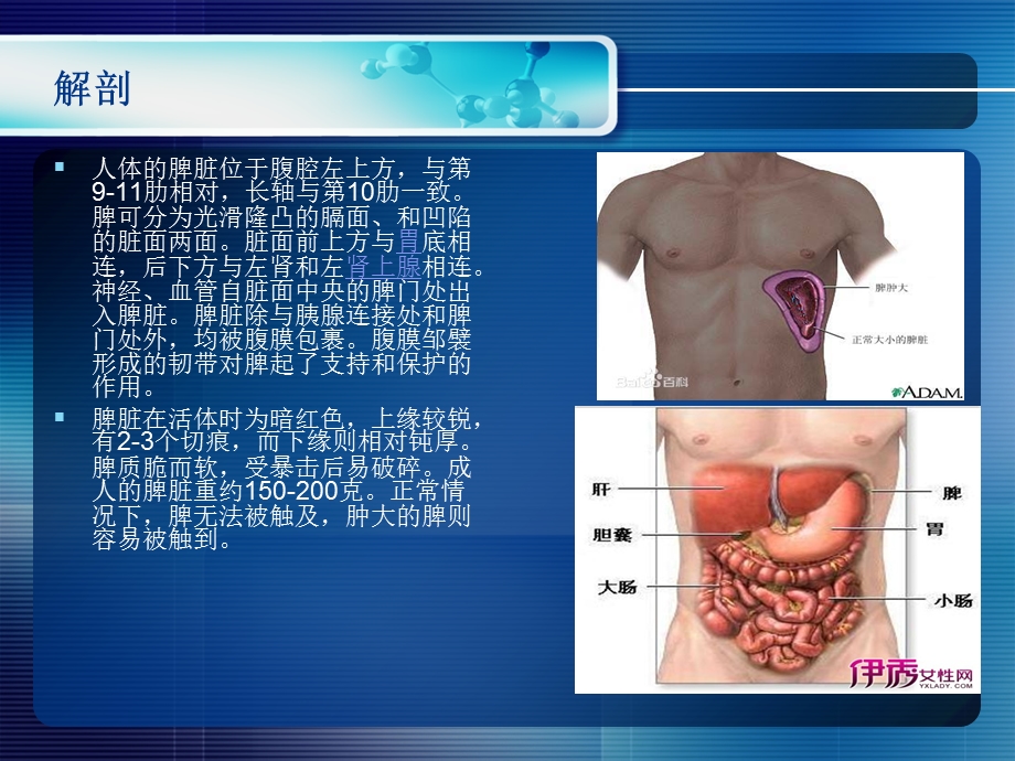 《脾切除术后护理》PPT课件.ppt_第2页