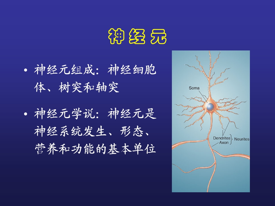 《脑结构与认知》PPT课件.ppt_第2页