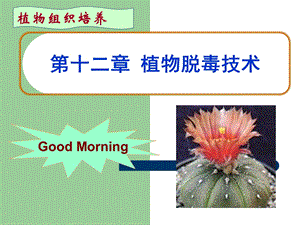 《植物脱毒技术》PPT课件.ppt