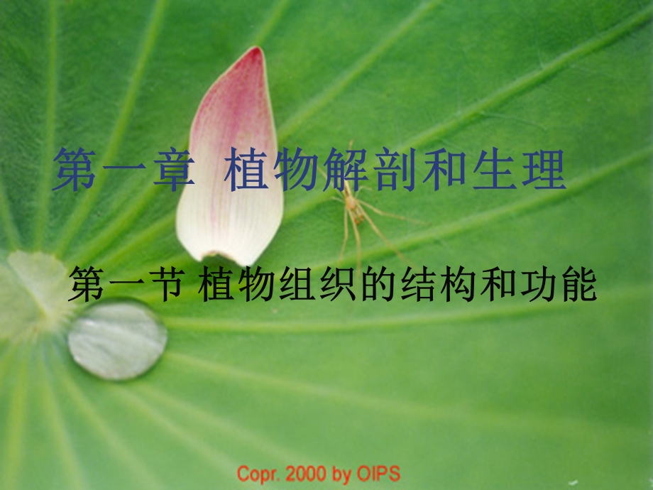 《植物解剖和生》PPT课件.ppt_第1页