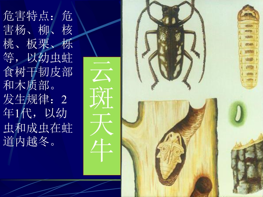 《植物病虫害讲》PPT课件.ppt_第3页