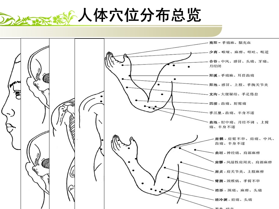 《穴位的基础知识》PPT课件.ppt_第3页