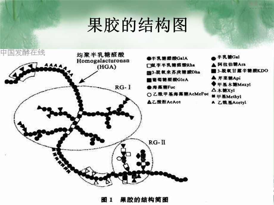 《果胶的分离提取》PPT课件.ppt_第3页