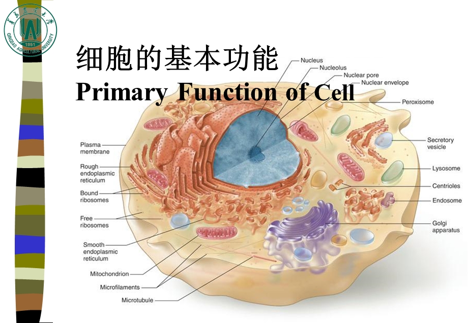 《细胞基本生理》PPT课件.ppt_第1页