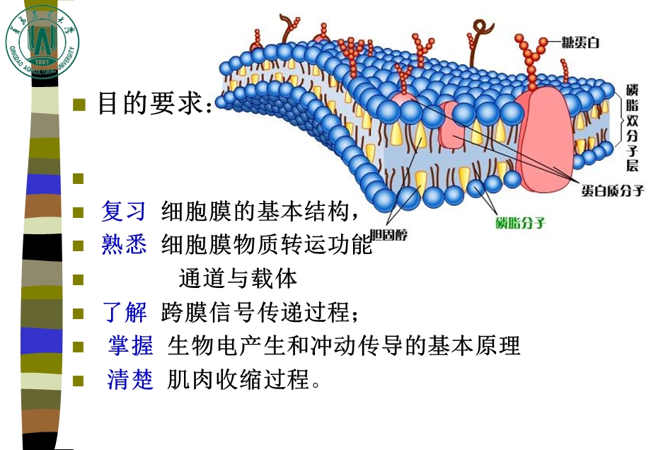 《细胞基本生理》PPT课件.ppt_第3页