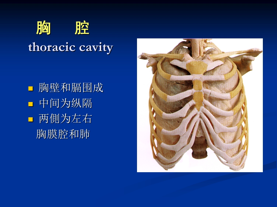 《胸腔解剖图谱》PPT课件.ppt_第1页