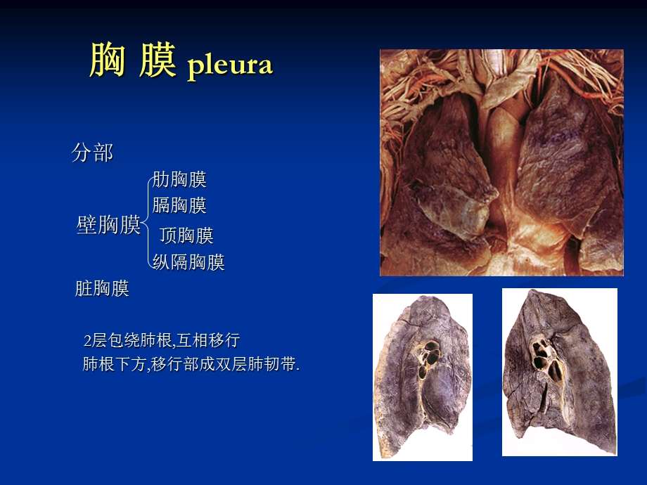 《胸腔解剖图谱》PPT课件.ppt_第2页