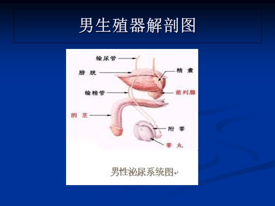 《泌尿外科学》PPT课件.ppt_第3页