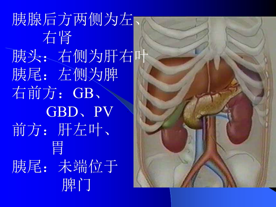 《胰腺超声检查》PPT课件.ppt_第3页