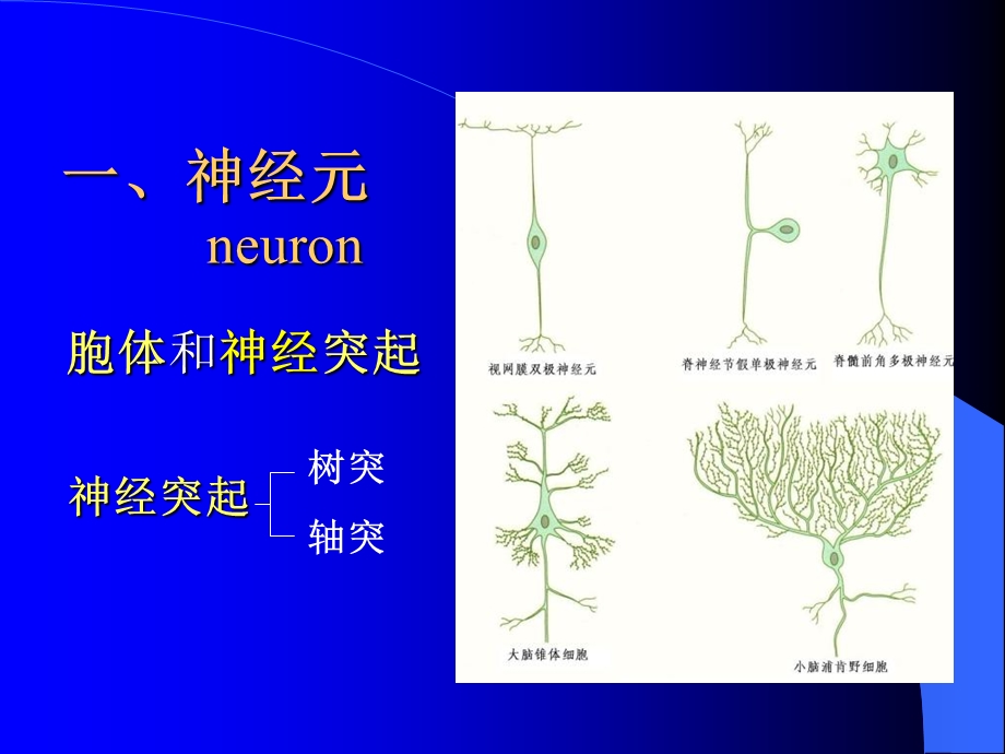 《组胚神经组织》PPT课件.ppt_第3页