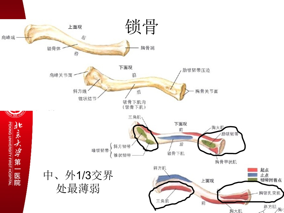 锁骨肩胛骨1.ppt_第3页