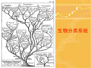 《生物分类系统》PPT课件.ppt