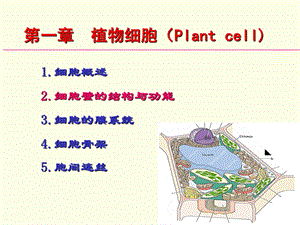 植物细胞(I).ppt