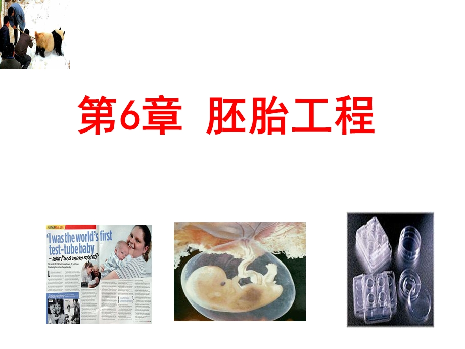 《胚胎工程1定》PPT课件.ppt_第1页