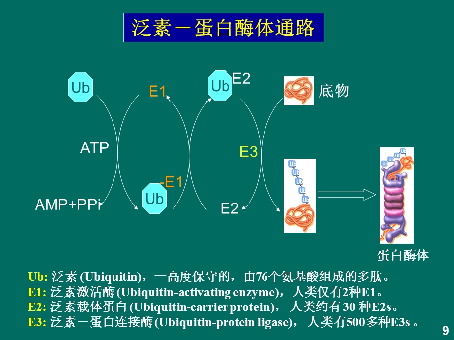 《泛素化蛋白修饰》PPT课件.ppt_第3页