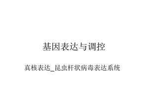 《昆虫表达系统》PPT课件.ppt