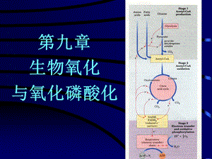 《氧化磷酸化》PPT课件.ppt