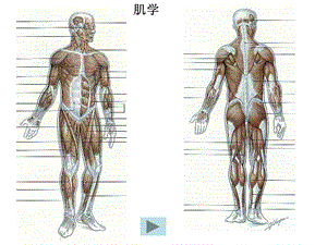 《肌学总论躯干肌》PPT课件.ppt