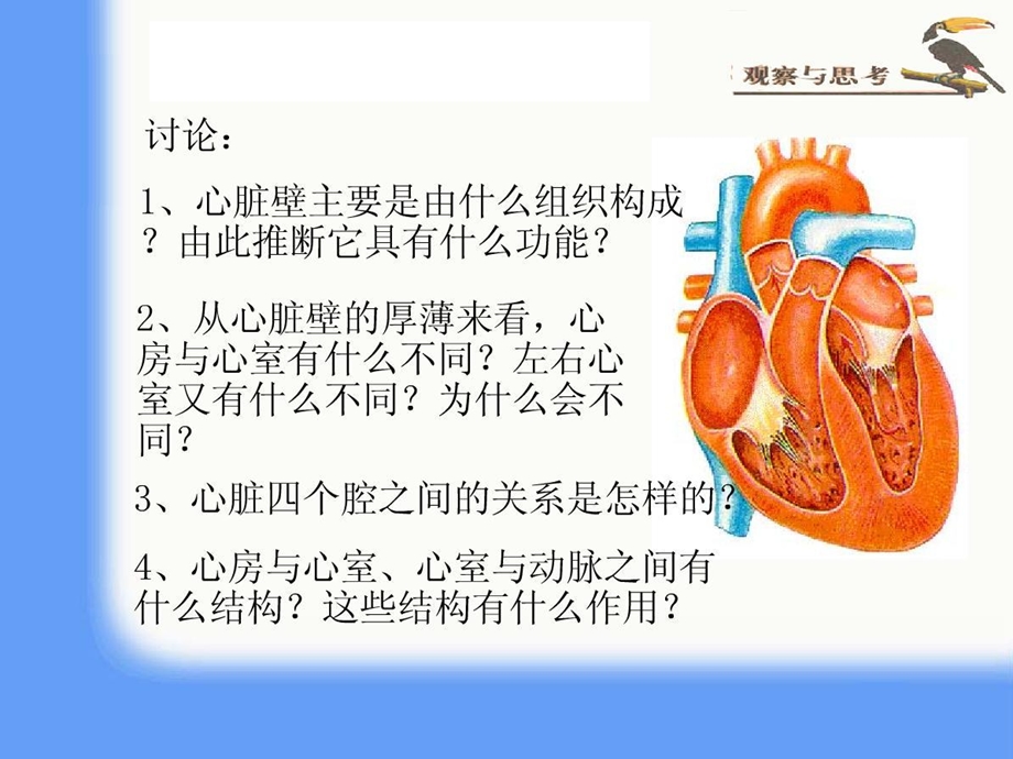 血液循环.ppt_第3页