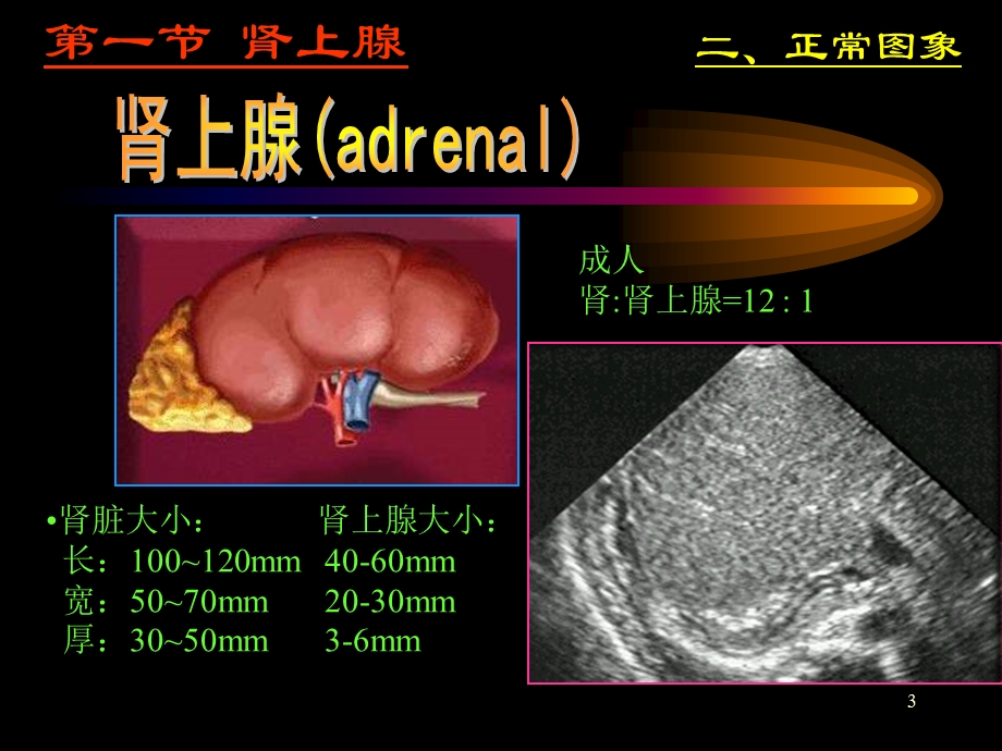 《肾上腺超声》PPT课件.ppt_第3页