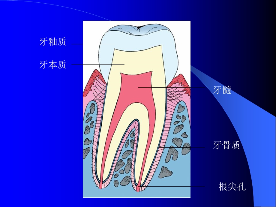 《牙体组织学》PPT课件.ppt_第3页