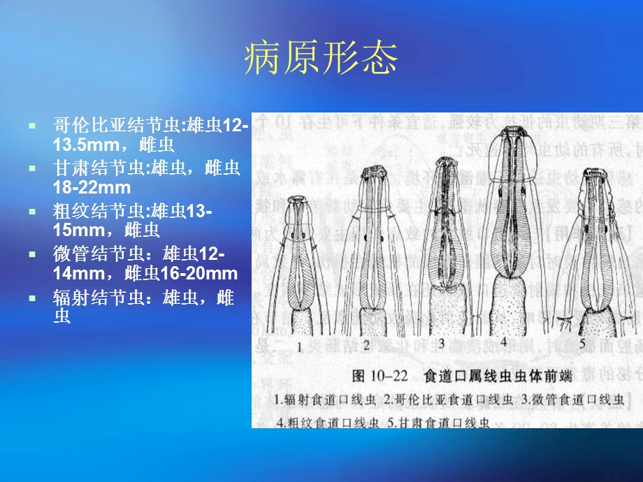 《牛羊食道口线虫病》PPT课件.ppt_第2页