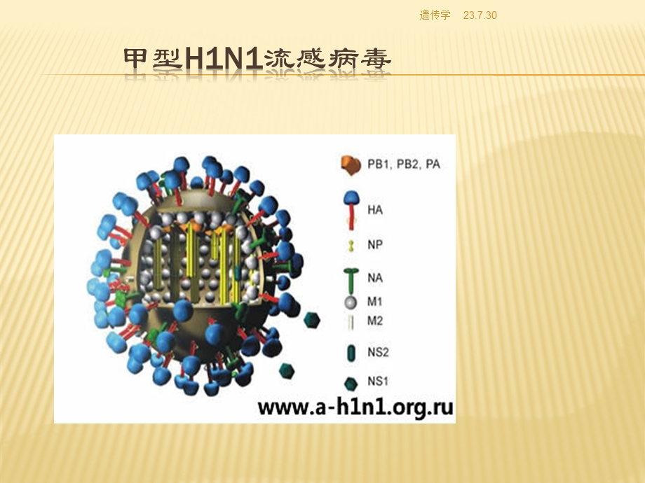 《基因突变讲解》PPT课件.ppt_第3页