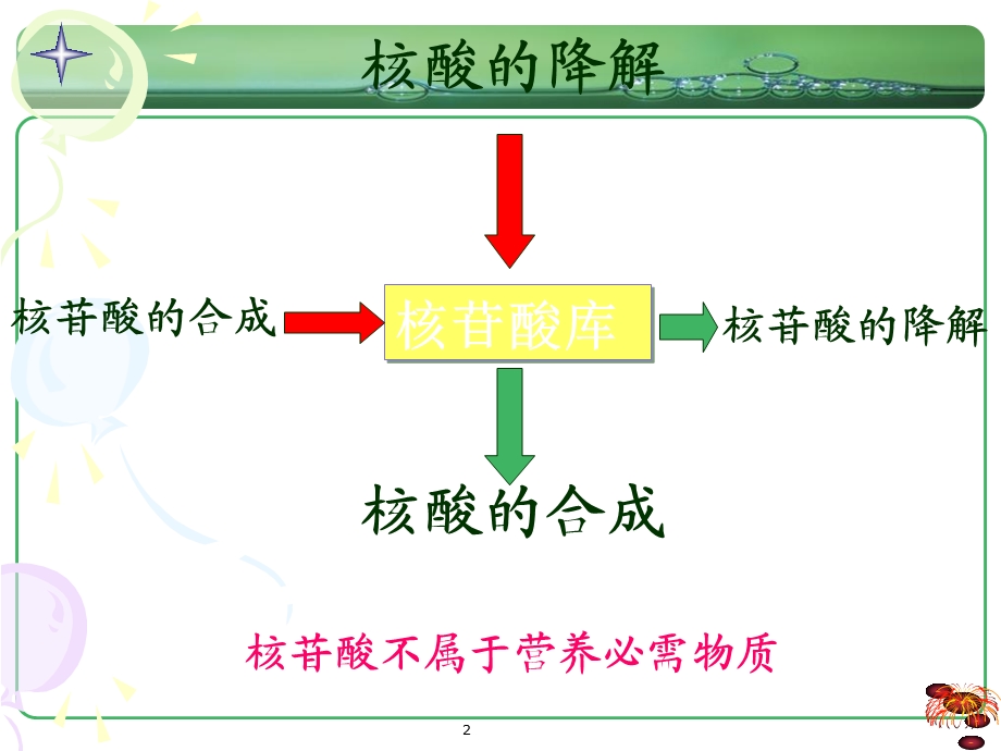 《核苷酸代谢教学》PPT课件.ppt_第2页