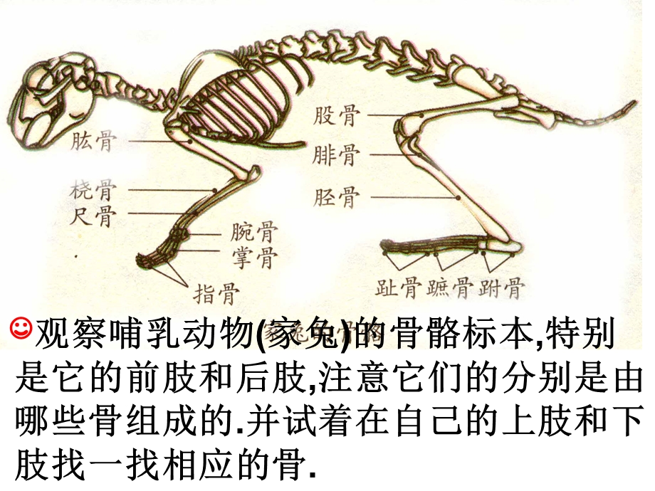 新教材动物的行为佛山谢永红.ppt_第3页