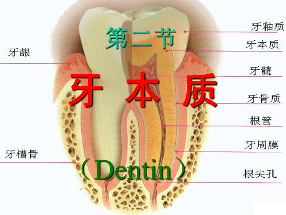 《牙本质牙髓牙骨质》PPT课件.ppt_第2页