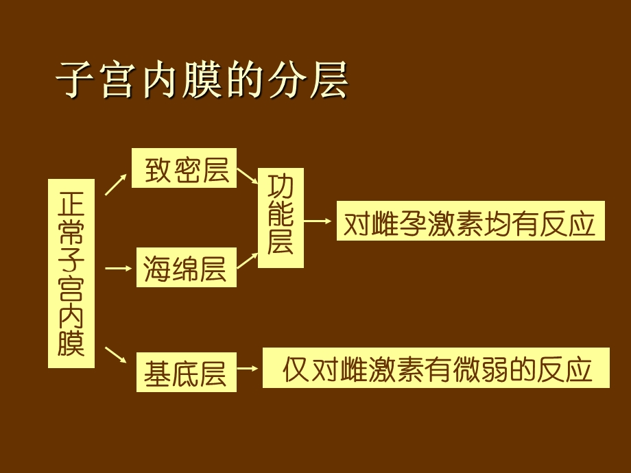 《正常子宫内膜》PPT课件.ppt_第3页