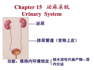 《本硕17泌尿系统》PPT课件.ppt