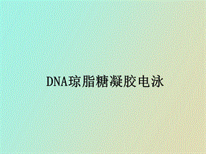 DNA琼脂糖凝胶电泳.ppt