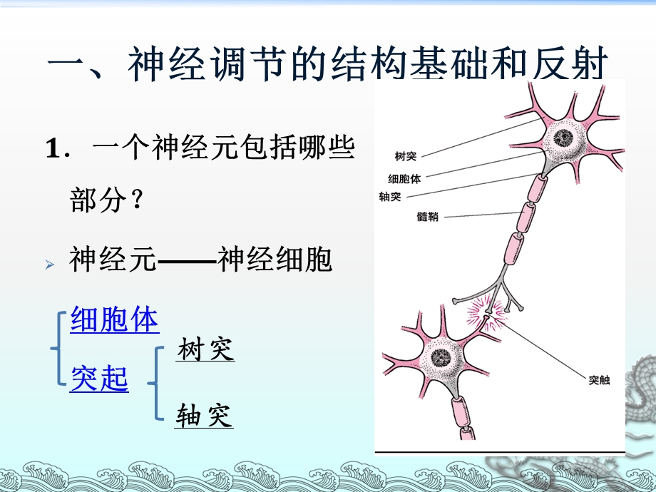 《生物神经系统》PPT课件.ppt_第3页