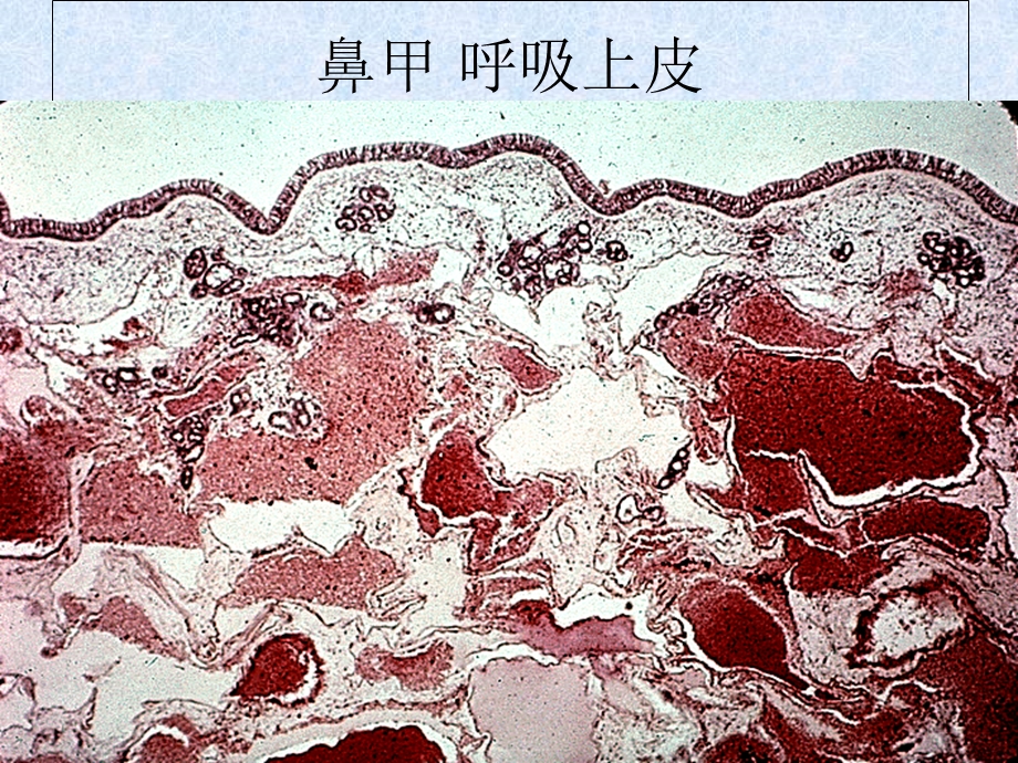 《组织学图片》PPT课件.ppt_第3页