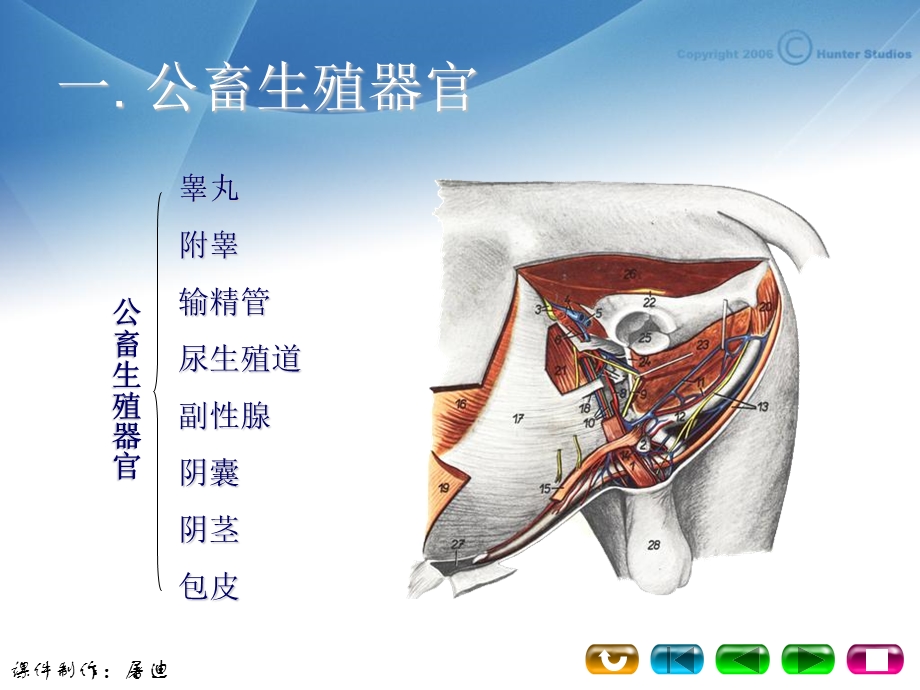 《母畜生殖系统》PPT课件.ppt_第3页