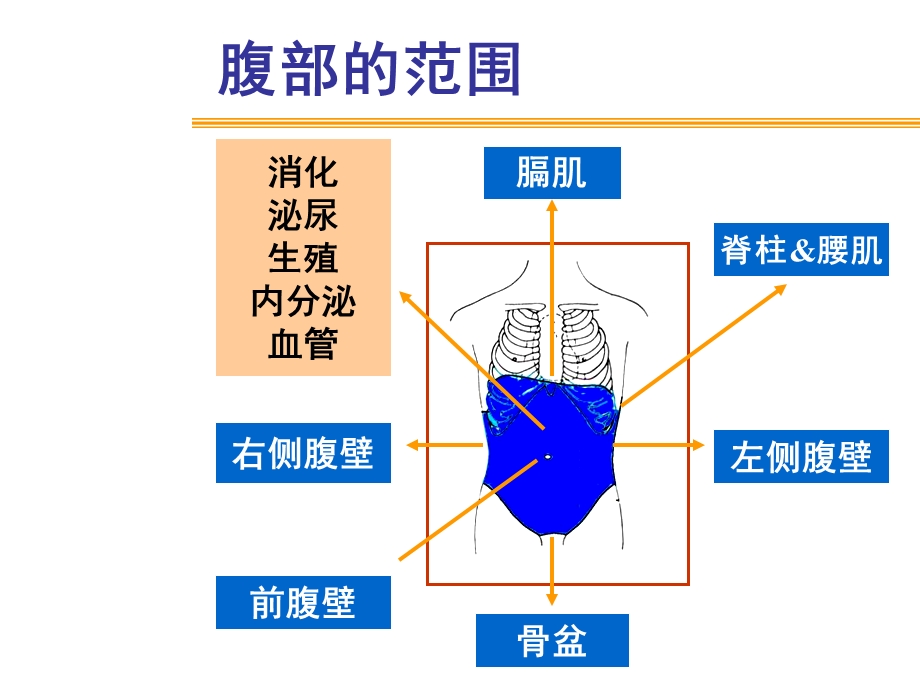 《腹部体检》PPT课件.ppt_第2页