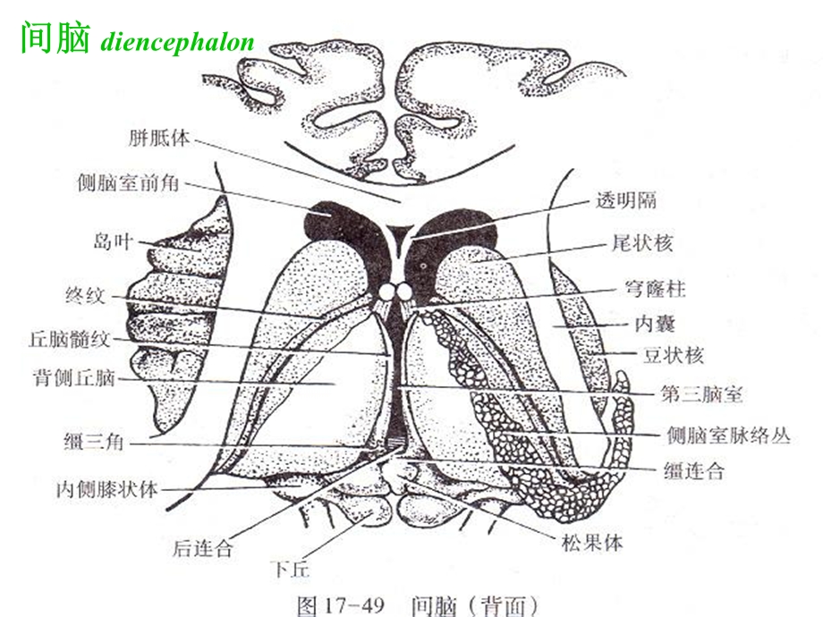 《神经系统定位诊断》PPT课件.ppt_第3页