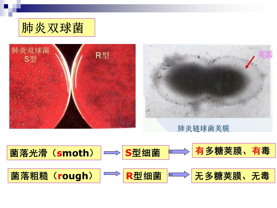 DNA是主要的遗传物质》动画版.ppt_第3页