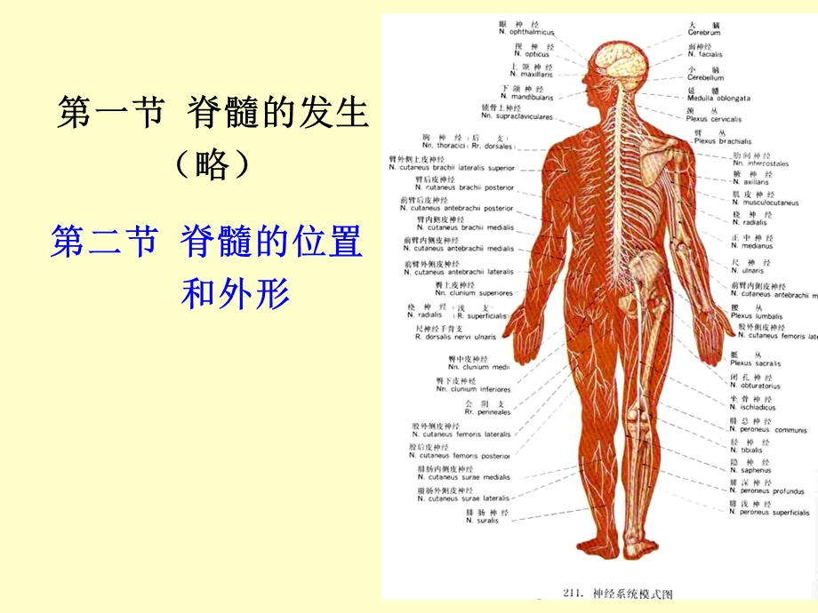 《脊髓研究生》PPT课件.ppt_第2页