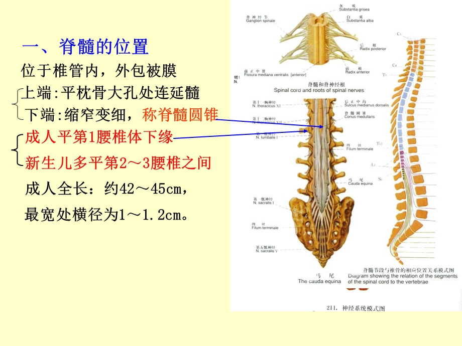 《脊髓研究生》PPT课件.ppt_第3页