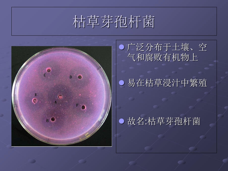 《枯草芽孢杆菌》PPT课件.ppt_第3页