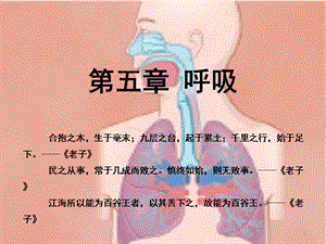 生理学课件 05呼吸 临床医学 人卫第八版.ppt