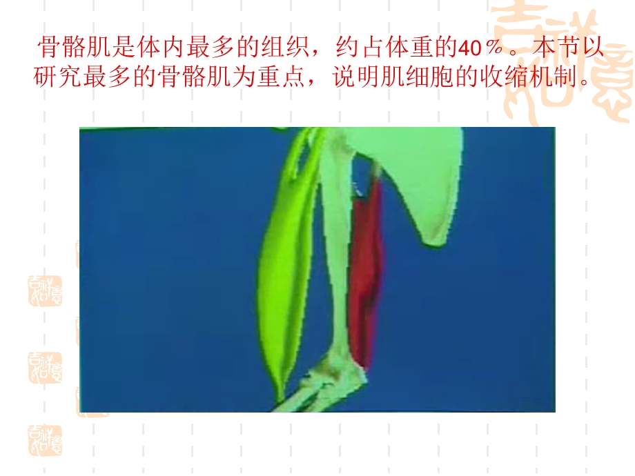 生理学第二章第四节肌细胞的收缩功能.ppt_第3页