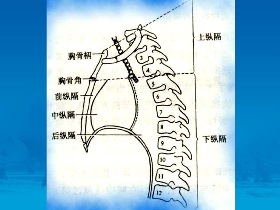 《纵隔断层》PPT课件.ppt_第3页