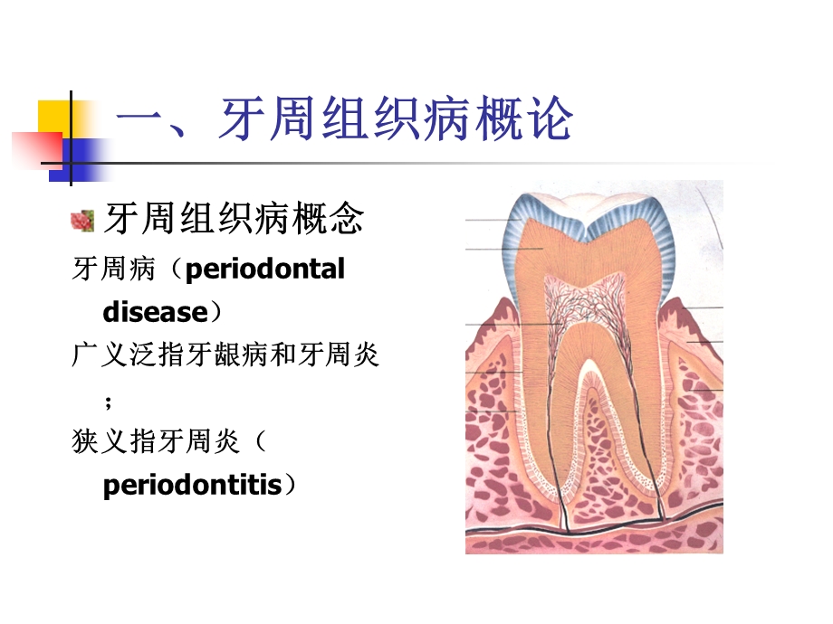 《牙周组织病》PPT课件.ppt_第2页