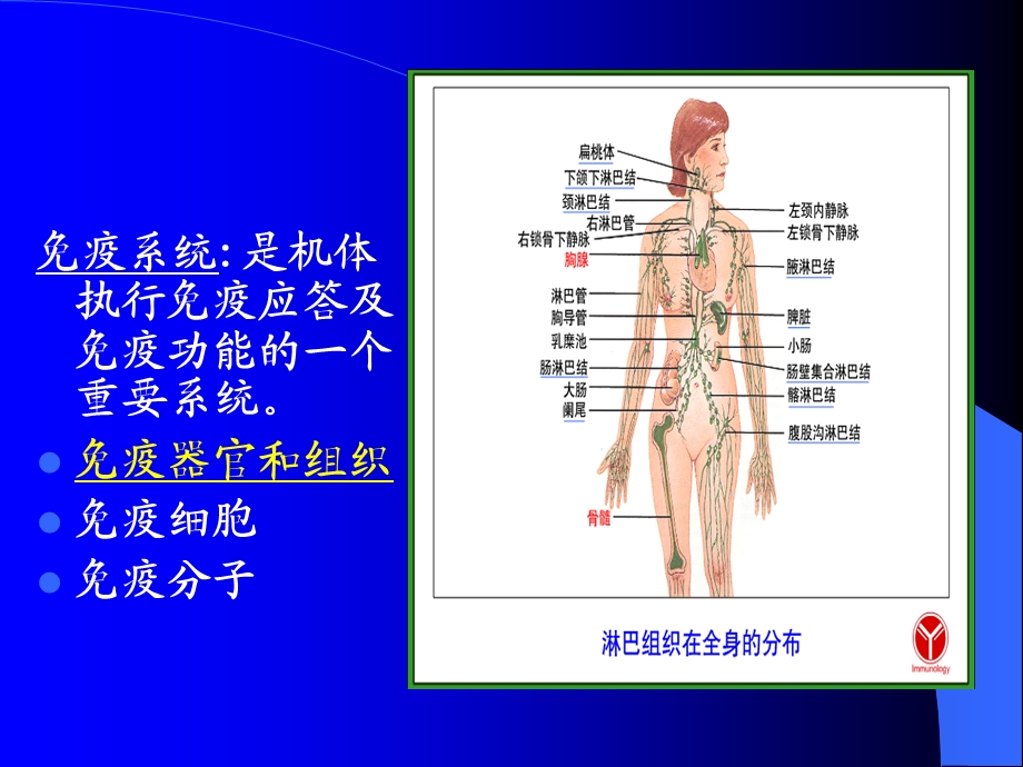 《免疫器官和组织》PPT课件.ppt_第3页